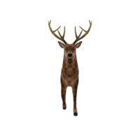 3d deer stag isolated png