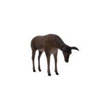 3d, cerf, femelle, isolé png