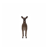 3d deer female isolated png