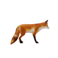 3d Fox isolated png