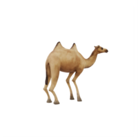 3D Camel isolated png