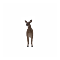 3d, cerf, femelle, isolé png