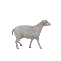 mouton domestique 3d isolé png