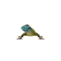 Green lizard isolated png