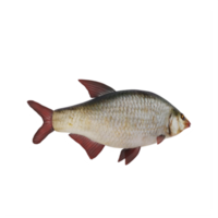 rood oog bas vis geïsoleerd png