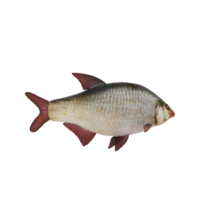 occhi rossi basso pesce isolato png