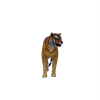3D-Tiger isoliert png
