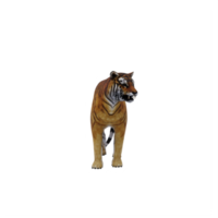 3d tijger geïsoleerd png