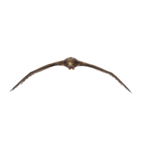 Golden eagle isolated png