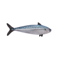 3d makrill fisk png