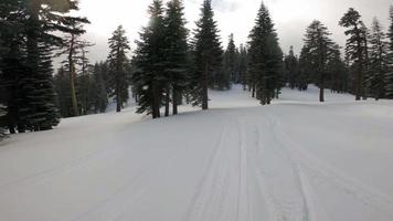 photo en pov d'un snowboardeur chevauchant à travers les arbres video