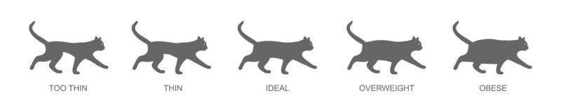 Cat body condition chart. Silhouettes of domestic animals with normal and abnormal weight. Thin, ideal, overweight and obese pet kitty vector