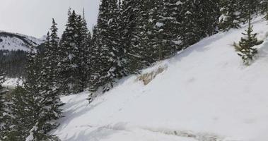 snö täckt träd i de klippig bergen video