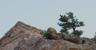 arbre isolé sur les rochers dans le colorado video