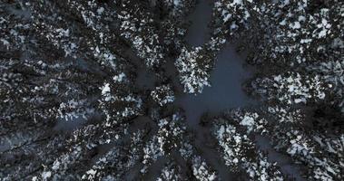 sneeuw gedekt bomen in de rotsachtig bergen video