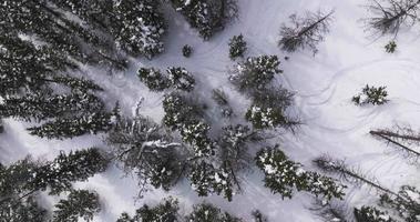 snö täckt träd i de klippig bergen video