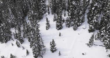 sneeuw gedekt bomen in de rotsachtig bergen video