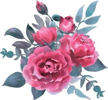ramo de acuarela de rosa rosa, flores de jardín de colección, hojas, ilustración aislada sobre fondo blanco, eucalipto, hierbas. brote y hoja vector