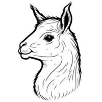 cabeza de animal camélido doméstico llama vector