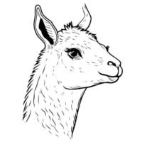animal head domestic camelid llama vector