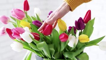 Woman hand touching tulips. Close up of fresh tulip bouquet, slow motion video