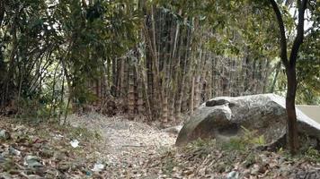 hermoso bosque con vistas panorámicas desde el bambú y el árbol en el pueblo video