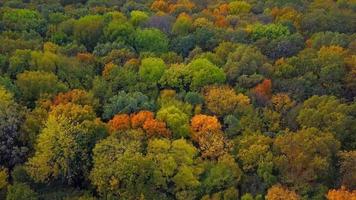 madeira de outono de cima para baixo. fundo da natureza. vista aérea superior da floresta de outono com árvores coloridas. vista superior do drone aéreo da floresta de outono. árvores com folhagem amarela brilhante. floresta decídua no outono. video