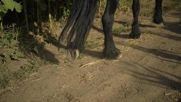 vista cercana de las pezuñas de las piernas del caballo en un campo. video