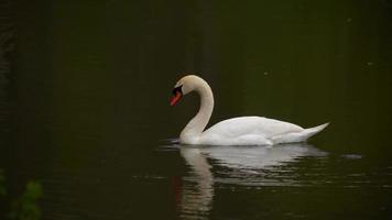 un cisne solitario nada en el lago y busca comida. video