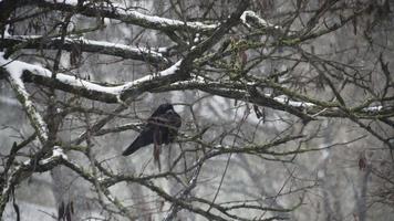 A raven sits on a tree in a heavy snowfall video