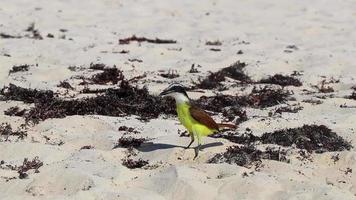 Great Kiskadee yellow bird birds eating sargazo on beach Mexico. video