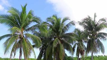 cocos de palmeira natural tropical céu azul no méxico. video