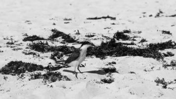 gran pájaro amarillo kiskadee pájaros comiendo sargazo en la playa de méxico. video