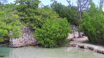 Small beautiful Cenote cave with river turquoise blue water Mexico. video