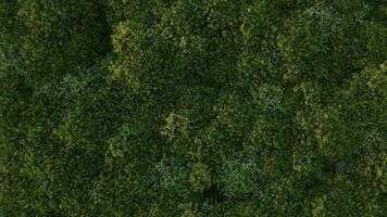 environment natural green forest sustainable. aerial top down view of environmental, drone fly over topical tree, nature, landscape, jungle, 3d render animation. footage for world environment day. video