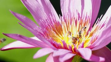 närbild, svärm av bin är sugande de nektar från lila vatten lilja blomma, insekt vilda djur och växter djur, pollinerande blomma flora i naturlig ekologi miljö, skön levande färger i sommar säsong. video