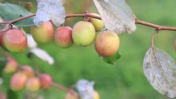 Red jujube fruits or apple kul boroi on a branch in the garden. Shallow depth of field video