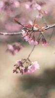 rama de flores de cerezo rosa en video vertical de flor de primavera. sakura japonés. fiesta hanami