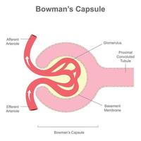 El corpúsculo renal o estructura de la cápsula de Bowman. vector