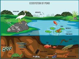 ecosistema de la ilustración de vector de estanque