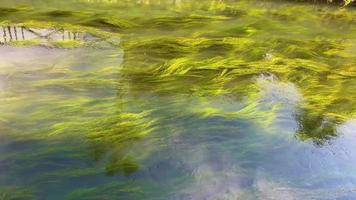 Nahaufnahme von grünen Unterwasseralgen. das langsame Wiegen des langen grünen Grases im Wasserstrom. Grasalgen, die sich unter klarem Wasserstrom bewegen. video