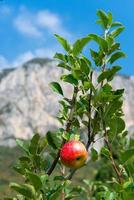 manzana en una planta cultivada en las montañas italianas foto