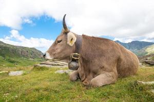 Cow resting in the pasture photo