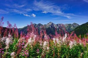 Flowering of Epilobium angustifolium on the mountains photo