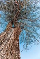 larch in the alps high mountain photo