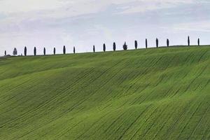 cipreses alineados en val d'orcia en toscana italia foto