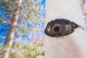 Eye in the star of Etna National Park in Sicily photo