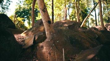 A beautiful tree full of leaves standing inside the forest with the sunlight in the background video