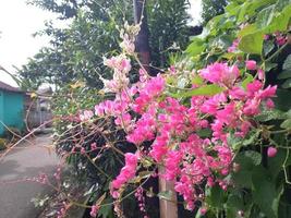Lovely bright pink flowers with bees in the morning in nature background. Glorious Antigonon leptopus, Mexican creeper, coral vine, bee bush or San Miguelito vine. photo