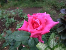 Pink Rose flower with raindrops on background pink roses flowers. Nature. photo